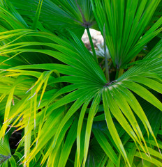 Green Palm Tree Leaves 