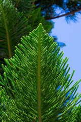 Evergreen Tree Cedar Cypress Pine Closeup