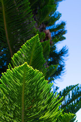 Evergreen Tree Cedar Cypress Pine Closeup