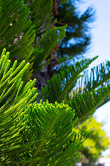 Evergreen Tree Cedar Cypress Pine Closeup