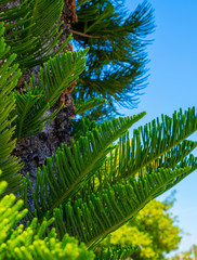 Evergreen Tree Cedar Cypress Pine Closeup