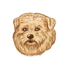 Norfolk terrier head vector sketch. Dog face isolated on white background.