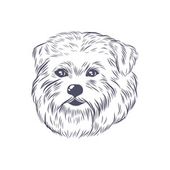 Norfolk terrier head vector sketch. Dog face isolated on white background.