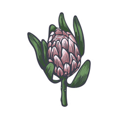 Protea head hand drawn vector sketch. Exotic protea flower isolated on white background.