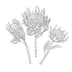 Three protea flowers on the long stems sketch. Protea flower vector hand drawn on white background.
