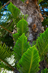 Evergreen Tree Cedar Cypress Pine Closeup