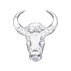 Bull head vector illustration. Ox with horns sketch isolated on white background.