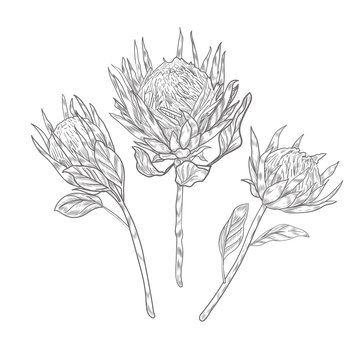 Three Protea Flowers On The Long Stems Sketch. Protea Flower Vector Hand Drawn On White Background.