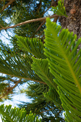 Evergreen Tree Cedar Cypress Pine Closeup