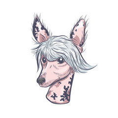 Chinese crested dog hand drawn vector sketch. Chinese crested dog head isolated on white background.