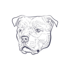 Amstaff dog head hand drawn vector sketch. American Staffordshire terrier isolated on white background.