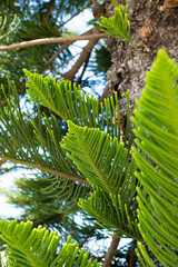 Evergreen Tree Cedar Cypress Pine Closeup