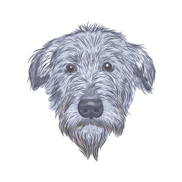 Irish wolfhound dog head isolated on white background. Wolfhound face vector sketch.
