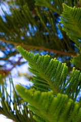 Evergreen Tree Cedar Cypress Pine Closeup