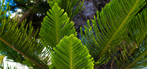 Evergreen Tree Cedar Cypress Pine Closeup