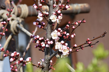 On the thicker vertical branch, apricot blossoms