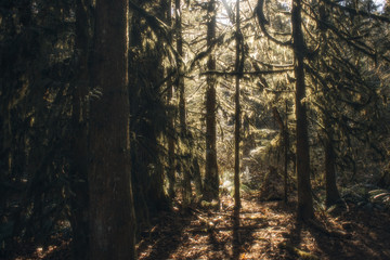 forest sunshine glow