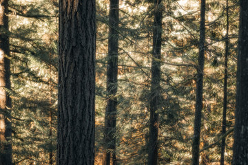 forest in golden hour