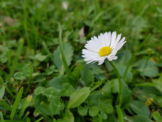 Obraz premium sommer