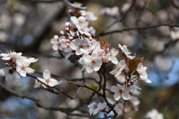 White flowers bloom on the vertical brown branches of the cherry