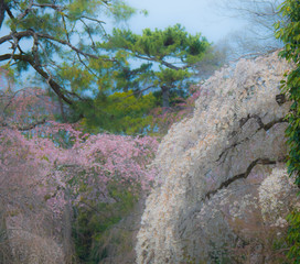 tree in forest