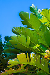 Aloe Vera Close Up Leaves Bush