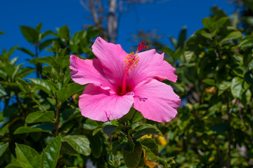 Pink Hibiscus Flower CloseUP