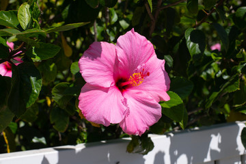 Pink Hibiscus Flower CloseUP