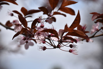Pink blooming cherry blossoms with brown leaves