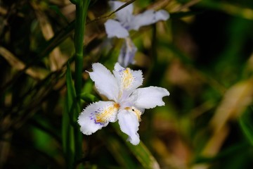 Obraz na płótnie Canvas japanese iris flower