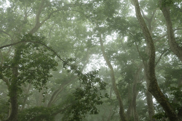 Arboleda de Acer pseudoplatanus bajo la niebla.