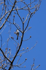 long tailed tit on branch