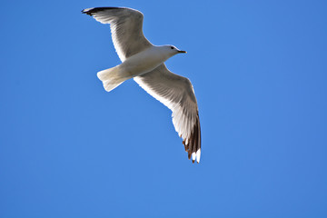 A seagull flying in blue sky. 