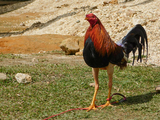 Gallo pelea