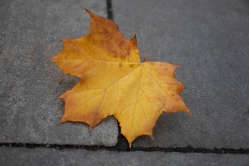 yellow autumn leaf on the road, autumn bright day, autumn maple yellow-orange leaf on a gray background.