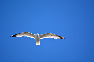 A seagull flying in blue sky. 