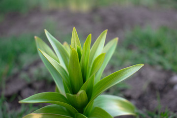 Fototapeta premium flower plant green closeup spring