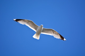 A seagull flying in blue sky. 
