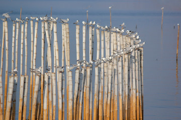 seagull bird on the bamboo