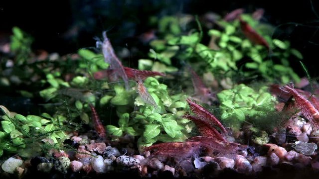 Red cherry shrimp and plants in freshwater aquarium tank. 