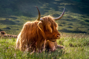 Scottish highlander cow portret at sunset light. Island of Skye, Inner Hebrides, Scotland.