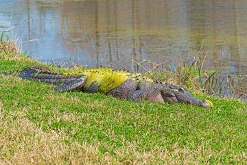 Large Alligator Coated in Green Algae