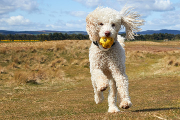 Miniature poodle dog running over sand dune with blue sky and space for copy text.