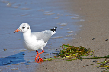 A seagull walking on the beach of Warnemünde, Rostock, at the Baltic sea, Germany 