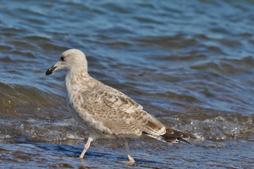 A seagull walking on the beach of Warnemünde, Rostock, at the Baltic sea, Germany 