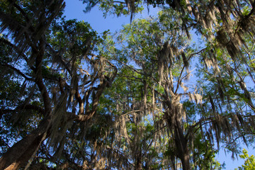 Cypress trees draped with Spanish Moss at sunrise Lake Henderson, Inverness, FL