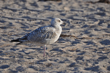 A seagull walking on the beach of Warnemünde, Rostock, at the Baltic sea, Germany 