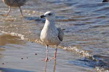 A seagull walking on the beach of Warnemünde, Rostock, at the Baltic sea, Germany 