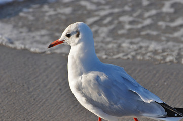 Obraz premium A seagull walking on the beach of Warnemünde, Rostock, at the Baltic sea, Germany 