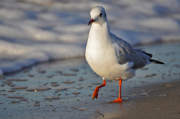 A seagull walking on the beach of Warnemünde, Rostock, at the Baltic sea, Germany 